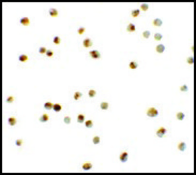 Anti-ATAD3A antibody produced in rabbit affinity isolated antibody