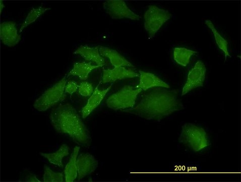 Monoclonal Anti-ANKRA2 antibody produced in mouse clone 1D11, purified immunoglobulin, buffered aqueous solution