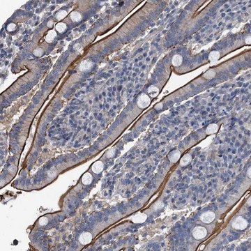 Anti-IFITM5 antibody produced in rabbit Prestige Antibodies&#174; Powered by Atlas Antibodies, affinity isolated antibody, buffered aqueous glycerol solution