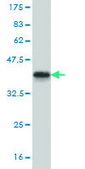 Monoclonal Anti-GSC antibody produced in mouse clone 4H7, purified immunoglobulin, buffered aqueous solution