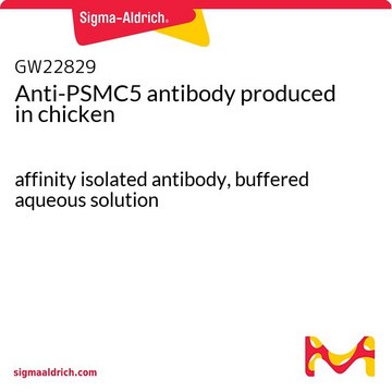 Anti-PSMC5 antibody produced in chicken affinity isolated antibody, buffered aqueous solution