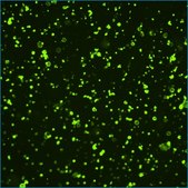 Anti-Stage-Specific Embryonic Antigen-3 Antibody, clone MC-631 clone MC-631, from rat