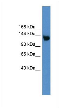 Anti-LRP8 antibody produced in rabbit affinity isolated antibody