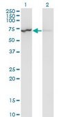 Monoclonal Anti-LMNB1 antibody produced in mouse clone 4B10, purified immunoglobulin, buffered aqueous solution