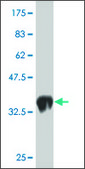 Monoclonal Anti-LMO1, (N-terminal) antibody produced in mouse clone 1A9, purified immunoglobulin, buffered aqueous solution