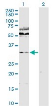 Anti-WDR77 antibody produced in rabbit whole antiserum, buffered aqueous solution