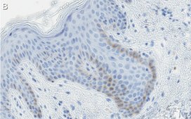 Anti-c-Jun Antibody, clone 1G8 ZooMAb® Rabbit Monoclonal recombinant, expressed in HEK 293 cells