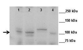 Anti-ZMIZ1 antibody produced in rabbit affinity isolated antibody