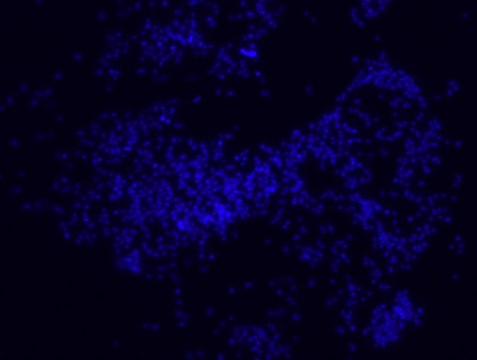 Porphyromonas gingivalis FISH probe - Cy3 Probe for fluorescence in situ hybridization (FISH),20 &#956;M in water