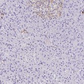 Anti-PPFIA4 antibody produced in rabbit Prestige Antibodies® Powered by Atlas Antibodies, affinity isolated antibody, buffered aqueous glycerol solution