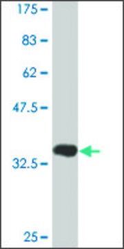 Monoclonal Anti-DDIT3 antibody produced in mouse clone 2C4, purified immunoglobulin, buffered aqueous solution