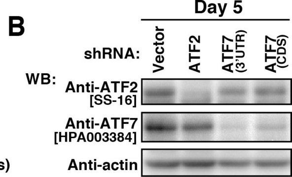 Anti-ATF-2 (SS-16) antibody produced in rabbit affinity isolated antibody, buffered aqueous solution