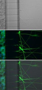 AXIS&#8482; Axon Isolation Device, 150 &#181;m, Plasma Bonded