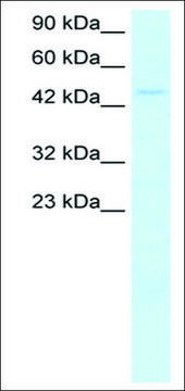 Anti-MyCN antibody produced in rabbit IgG fraction of antiserum