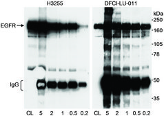 Rabbit anti-EGFR Antibody, Affinity Purified Powered by Bethyl Laboratories, Inc.