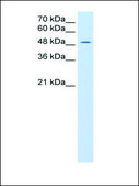 Anti-SLC16A8 antibody produced in rabbit IgG fraction of antiserum