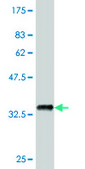 Monoclonal Anti-PTK7 antibody produced in mouse clone 4A6, purified immunoglobulin, buffered aqueous solution