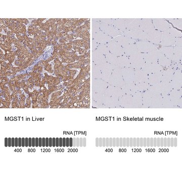 Anti-MGST1 antibody produced in rabbit Prestige Antibodies&#174; Powered by Atlas Antibodies, affinity isolated antibody, buffered aqueous glycerol solution