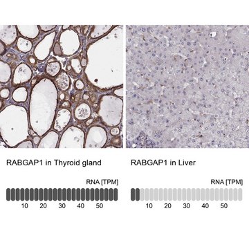 Anti-RABGAP1 antibody produced in rabbit Prestige Antibodies&#174; Powered by Atlas Antibodies, affinity isolated antibody