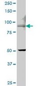 Monoclonal Anti-TRPV5, (N-terminal) antibody produced in mouse clone 6D6, purified immunoglobulin, buffered aqueous solution
