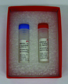 φ29 DNA Polymerase (High Concentration) Ultra-pure enzyme for nucleic acid modifications