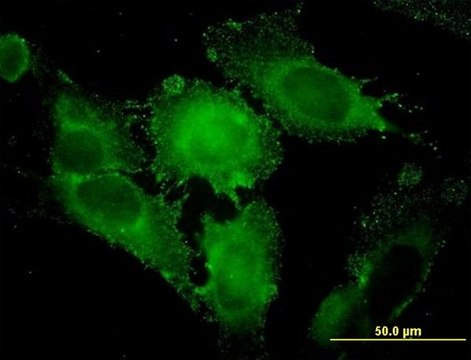 Monoclonal Anti-STX1A antibody produced in mouse clone 1B11-1A8, purified immunoglobulin, buffered aqueous solution