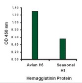 Anti-Avian Influenza Hemagglutinin antibody produced in rabbit affinity isolated antibody
