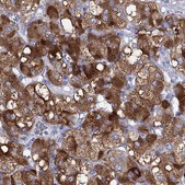 Anti-PTPRN antibody produced in rabbit Prestige Antibodies® Powered by Atlas Antibodies, affinity isolated antibody, buffered aqueous glycerol solution