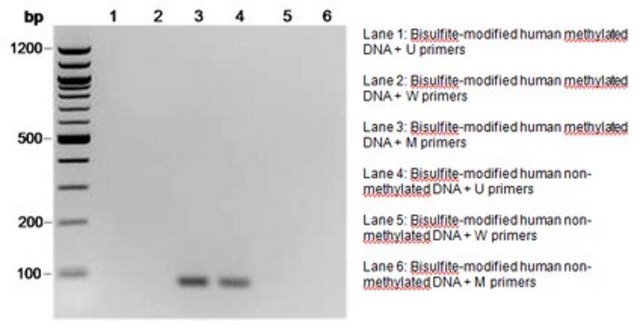 CpGenome人非甲基化DNA标准品套装 It is intended for use as a negative control in gene methylation studies, such as bisulfite conversion of DNA with the CpGenome Turbo Bisulfite Modification Kit.