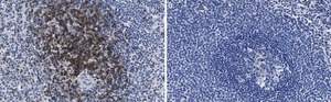 Anti-CD3d Antibody, clone 1H2 ZooMAb® Rabbit Monoclonal recombinant, expressed in HEK 293 cells