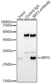 [KO Validated]Anti-SIRT3 Antibody, clone 7O4G7, Rabbit Monoclonal