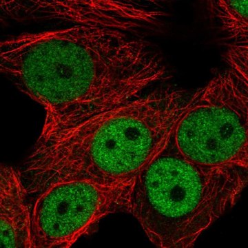 Anti-RNF168 antibody produced in rabbit Prestige Antibodies&#174; Powered by Atlas Antibodies, affinity isolated antibody