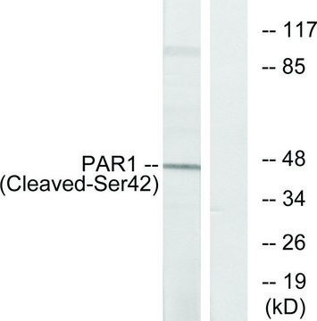 抗-PAR1（裂解-Ser42），N-端 兔抗 affinity isolated antibody