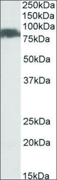 Anti-SLC26A6 antibody produced in goat affinity isolated antibody, buffered aqueous solution