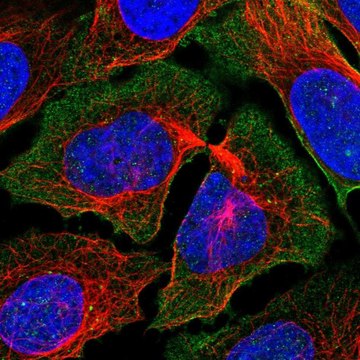 Anti-PCDH7 antibody produced in rabbit Prestige Antibodies&#174; Powered by Atlas Antibodies, affinity isolated antibody