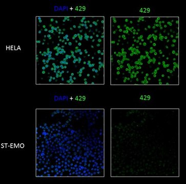 Anti-TAP2 Antibody, clone 429.4 clone 429.4, from mouse