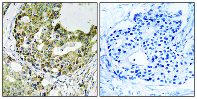 Anti-NXPH1 antibody produced in rabbit affinity isolated antibody