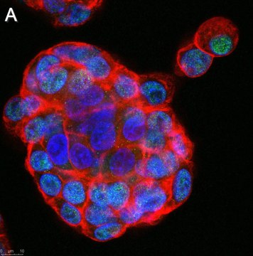 Anti-GLS2 Antibody, clone 3G12 ZooMAb&#174; Rabbit Monoclonal recombinant, expressed in HEK 293 cells