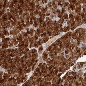 Anti-FAM129A antibody produced in rabbit Prestige Antibodies® Powered by Atlas Antibodies, affinity isolated antibody, buffered aqueous glycerol solution, ab3