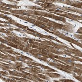 Anti-TMEM143 antibody produced in rabbit Prestige Antibodies® Powered by Atlas Antibodies, affinity isolated antibody, buffered aqueous glycerol solution