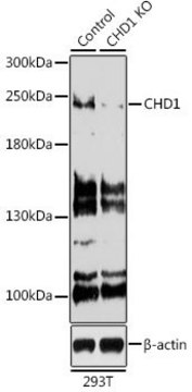 Anti-CHD1 antibody produced in rabbit