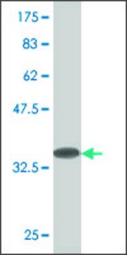 Monoclonal Anti-RACGAP1, (N-terminal) antibody produced in mouse clone 4B7, purified immunoglobulin, buffered aqueous solution