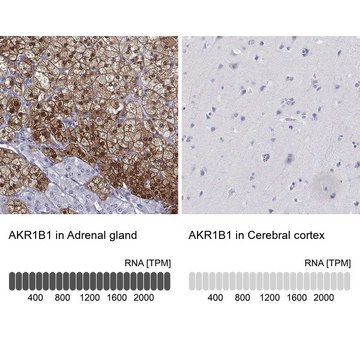 Anti-AKR1B1 antibody produced in rabbit Prestige Antibodies&#174; Powered by Atlas Antibodies, affinity isolated antibody