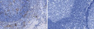 Anti-CD11c Antibody, clone 1D6 ZooMAb® Rabbit Monoclonal recombinant, expressed in HEK 293 cells