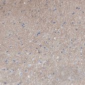 Anti-ADGRL1 antibody produced in rabbit Prestige Antibodies® Powered by Atlas Antibodies, affinity isolated antibody, buffered aqueous glycerol solution