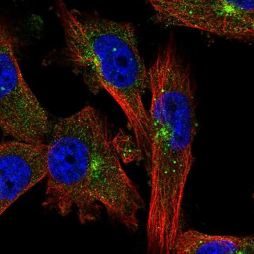 Anti-EVI5 antibody produced in rabbit Prestige Antibodies&#174; Powered by Atlas Antibodies, affinity isolated antibody