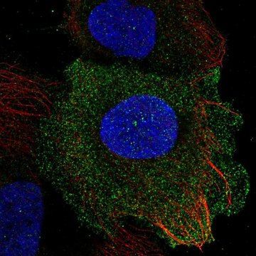 Anti-PLAC8 antibody produced in rabbit Prestige Antibodies&#174; Powered by Atlas Antibodies, affinity isolated antibody