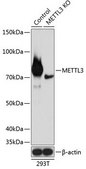 Anti- METTL3 antibody produced in rabbit