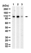 Anti-cPLA2 Antibody, clone 2F4 ZooMAb&#174; Rabbit Monoclonal recombinant, expressed in HEK 293 cells