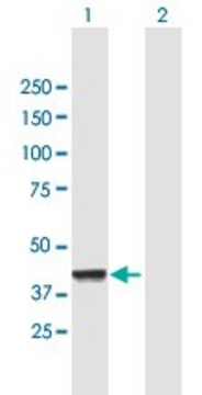 Anti-CNP antibody produced in mouse purified immunoglobulin, buffered aqueous solution